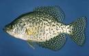 black crappie