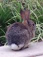 220px-Sylvilagus_audubonii_ ...