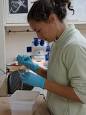 Andrea Quattrini takes a tissue sample of a bamboo coral for genetic ... - tissuesamples_220