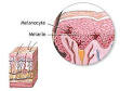 <b>Melanocyte</b> - Wikipedia, the free encyclopedia