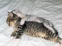 Cute Kittens Cuddling