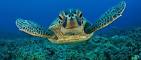 Sandakan Turtle Island & Orang Utan Sanctuary Tour