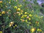 Clematis tangutica in Flora of China @ efloras.