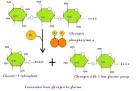 Structural Biochemistry/Enzyme Regulation/Phosphorylation ...