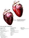 Feline Heart - Feline HYPERTROPHIC CARDIOMYOPATHY