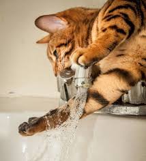 Bildergebnis für ‫سگ واقی وکربه واقی‬‎