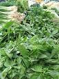 http://upload.wikimedia.org/wikipedia/commons/thumb/f/fc/Herbs.jpg/220px-Herbs.jpg