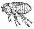 Ectoparasite - Definition of Ectoparasite in the Entomologists ...