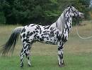 Appaloosa