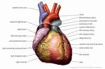 Learn About The Human Circulatory System
