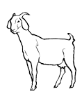 Goat coloring page