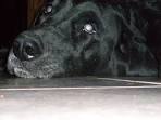 5yr old Lab with Progressive Retinal Atrophy (