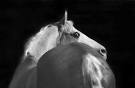 Horse Photograph
er Interview � ...