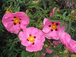 images?q=tbn:ANd9GcR4cZX_DHgGN6ozApb6chNdgi9-PsKjIfHc_r5bOT91KLXiSlX4