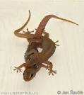 Common house Gecko Photos, Common house Gecko Images | NaturePhoto-