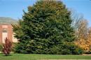 Fagus sylvatica