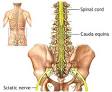 Spinal Cord - <b>Cauda Equina</b>