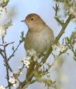 Nightingale pronunciation