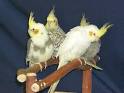 Cockatiel Care, Nymphicus hollandicus, Bird Information and Bird ...