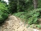 TG4601 : Pine cones on path through Waveney Forest - via Daymix