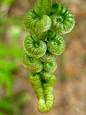 220px-Curled_bracken_fronds.JPG