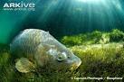 ARKive - Common carp videos, photos and facts - Cyprinus carpio