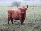 A Highland Cow. Grazing a pasture near Brockdish. Highland Cattle are one of - via Daymix
