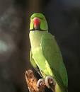 parrot common