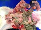 Ectopic <b>pregnancy</b> in animals and humans