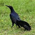 American Crow, Identification, All About Birds - Cornell Lab of ...