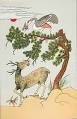 Chinese White Pine - Wikipedia, the free encyclopedia