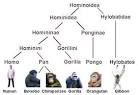 Great Apes | GAFI – The Great Apes Film Initiative
