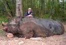 http://www.alphatrilogy.com/wp-content/uploads/hogzilla%2520II_1.jpg