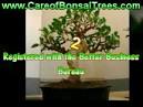 Artificial Bonsai Tree Artificial Bonsai Tree Tips Artificial ...