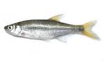 Blue Springs Fish