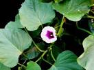 <b>Ipomoea batatas</b> - Sweet Potato