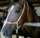 Horse head Arabian horse - via Daymix