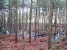 More sizes. Wet woodland - via Daymix
