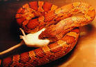 Snakes of North America