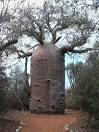 amazing tree