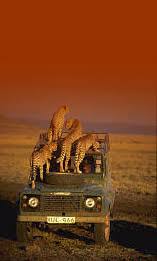 tourism in africa