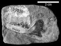 The Eocene Epoch