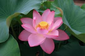 images?q=tbn:ANd9GcR6AkuMZYKab6QZaYCjkkb4a_zYxPg2ciwqVdc4AtRbrPOOpK_K