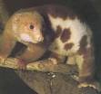 File:Cuscus1.jpg - via Daymix