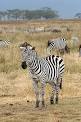 Equus (genus) - Wikipedia, the free encyclopedia