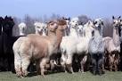 Lightfoot Alpacas Farm - via Daymix