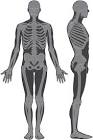 File:Skeleton whole body ant lat views.svg - Wikimedia Commons