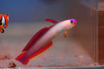 Buy Gobies | Buy Saltwater Goby | Goby for Sale | Reef Hot Spot