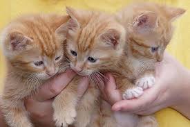 external image images?q=tbn:ANd9GcR6cZo3XlYvSIMoDdcG4TQIXfDVvkRkDfmTQBlPwqX495JubXF7