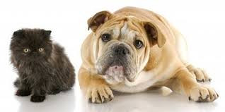 Bildergebnis für ‫سگ واقی وکربه واقی‬‎